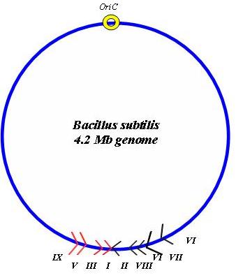 Image:Bsubtilis chromosome map.jpg