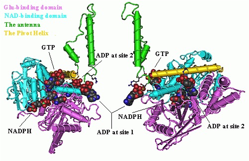 Figure 2. Each domain is colored differently - Glu-BD, NAD(P)-BD, antenna, the pivot helix. The allosteric regulators are shown as sphere models. This particular structure of GDH is a combination of two X-ray structures - one with a bound GTP (1HWZ) and the second one with a bound ADP (1NQT). Although not real, this structure shows the relative position of the allosteric effectors when bound to GDH. NADPH and Glu are shown as well.