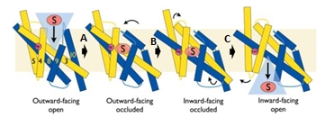 Image:Proposed substrate translocation mechanism by Mhp1.jpg