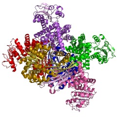 Figure 1. Image of Glutamate Dehydrogenase