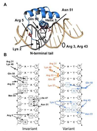 PDX-1 homedomain/DNA interactions.   A) Structure of the PDX-1 homedomain/DNA complex.   B) Hydrogen bond contacts with the DNA differ between Conformation A and B.    
