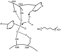 PHPT1 catalytic mechanism