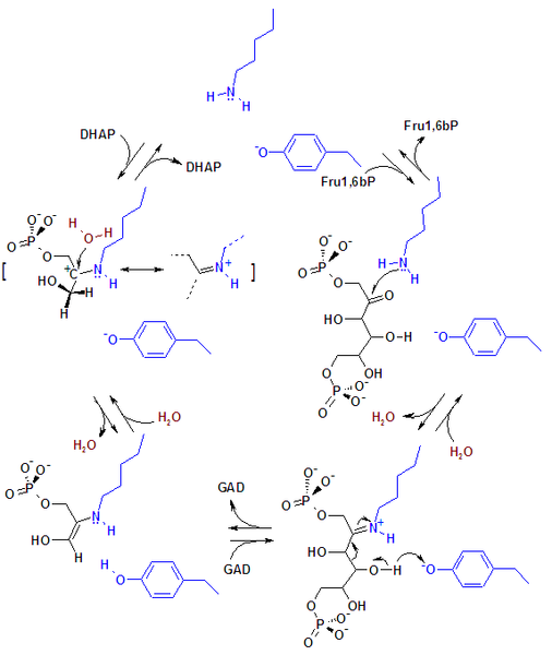 Image:Aldolase reaction.png