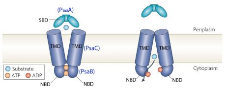 Structure of ABC-transporter 