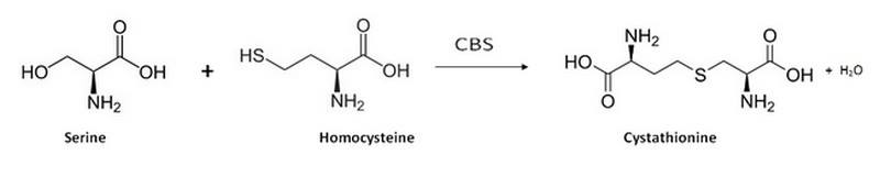 Image:Reaction catalized by CBS.jpg