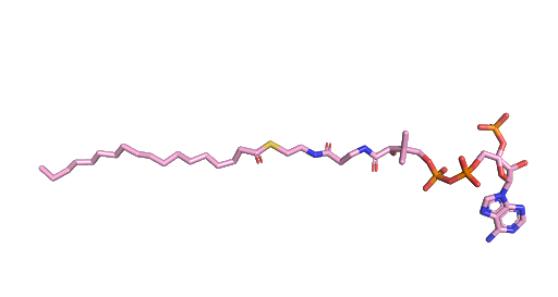Image:Oleoyl coa.png