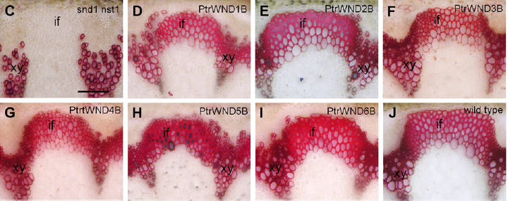 The figure and figure legend obtained from [35].Restoration of lignified secondary walls in the interfascicular fibers of stems of the snd1 nst1 double mutant by expression of PtrWNDs. The bottom parts of 8-week-old stems were sectioned and stained for lignin with phloroglucinol-HCl. if, Interfascicular fiber; xy, xylem. Bar in C = 82 mm for C to J.. Of these WNDs, PtrWNB3-6 are included in the group of VNDs