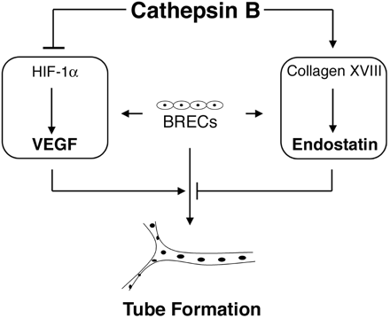 Image:Cathepsin B VEGF.gif