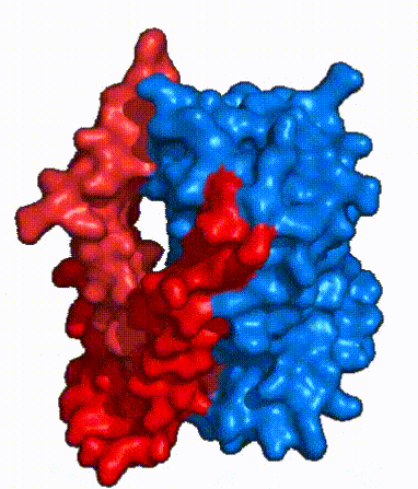 Image:Surface_NTCP_morph.gif