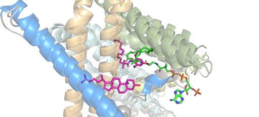 thumb Superimposition of active site containing ligand and inhibitor (CI-976)