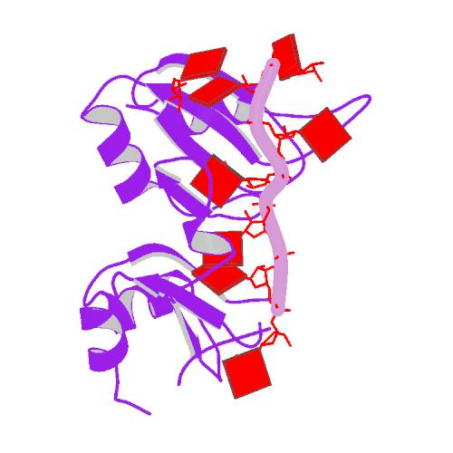 Image:1cvj.pdb1-500 (1).jpg