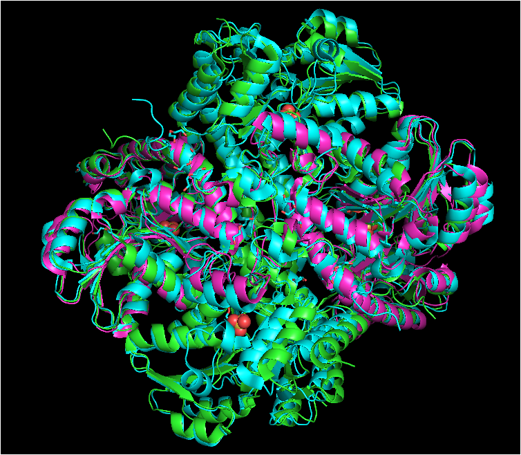 Structure of cystathionine gamma-lyase, cystathionine beta-lyase, and methionine gamma-lyase proteins aligned. Cystathionine gamma-lyase is shown in green, cystathionine beta-lyase in purple, and methionine gamma-lyase in blue. Structures aligned vy WinCoot and image generated by PyMOL.