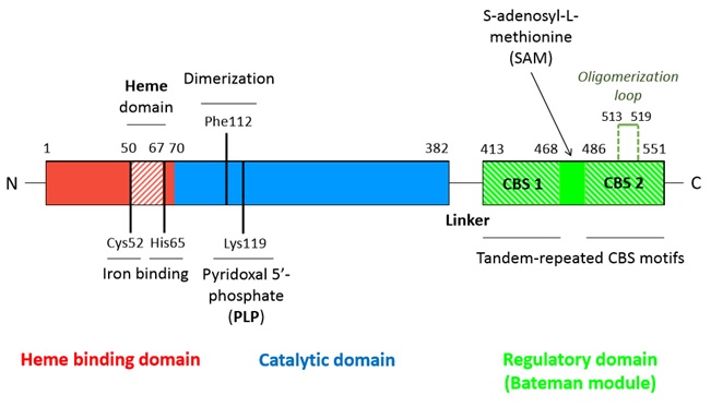Image:Linear_structure_CBS_monomer.jpg