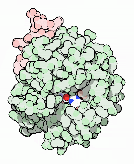 Thrombin with serine residue visible.