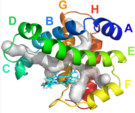 Image:DHP A helices small.gif