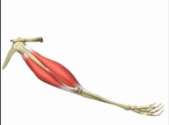 Image:Muscle flex.jpg