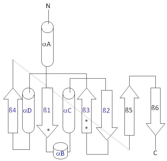 Image:Thg1topology.jpg