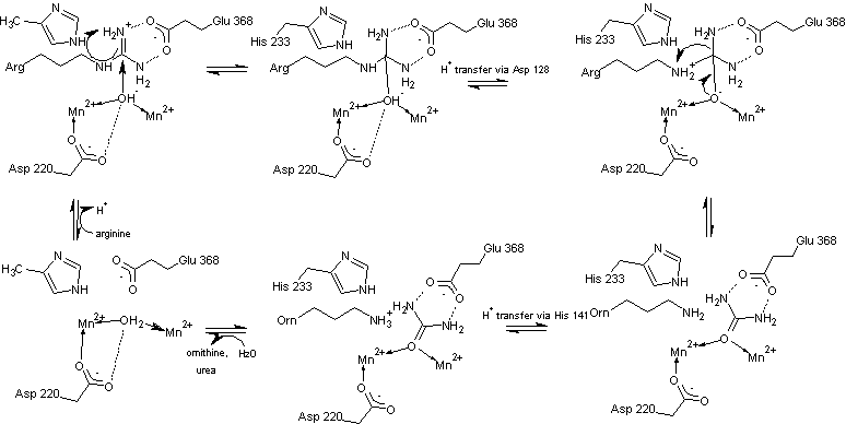 Image:Arginase mechanism (2).png