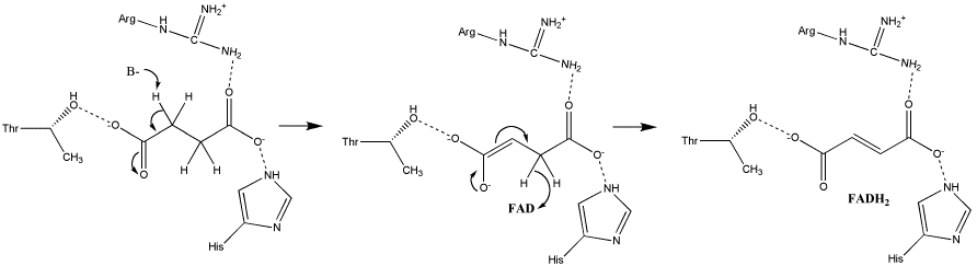 Image:S.D.Oxidation_of_Succinate_E1cb.gif