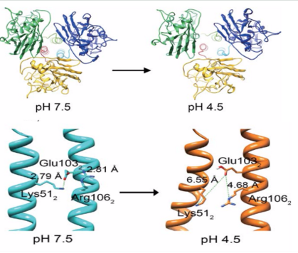 Image:The change of Hemagglutinin structure and subunits arrangement due to the drop of PH level.PNG
