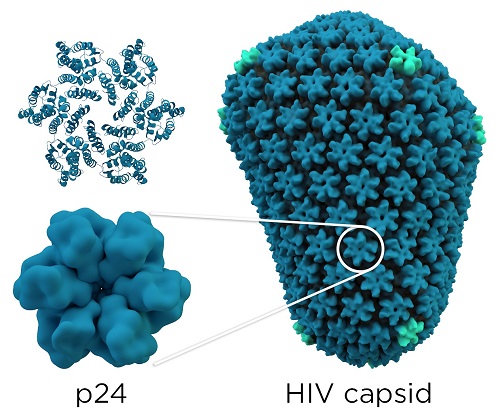 Image:capsid.jpg