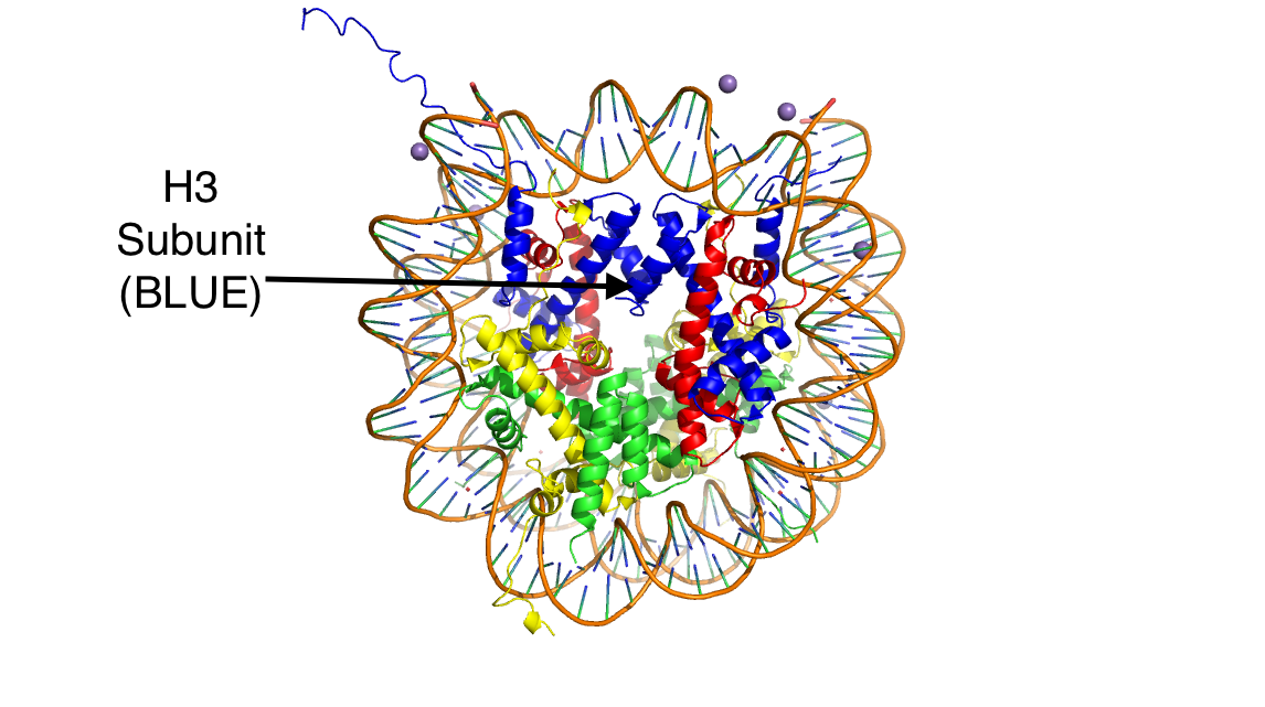Image:HistoneStructure.png