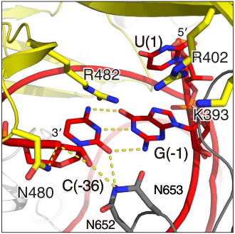 Fig. Second nuclease site