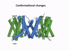 Figure 3:A clip taken from the YouTube video entitled: "Structure and mechanism of the plant PIN-FORMED auxin transporter" Posted by NanionTechnologies. Time Stamp: 30:00 to 30:15