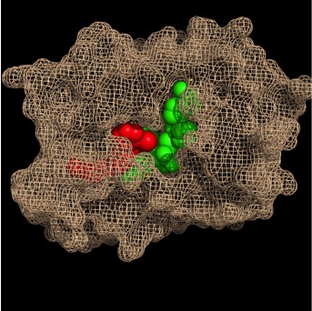 Image:Binding Pocket - Mesh.jpg
