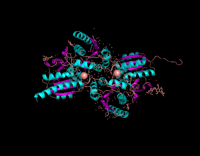 Image:Crystal structure of amino terminal domain of the NMDA receptor subunit GluN1.png