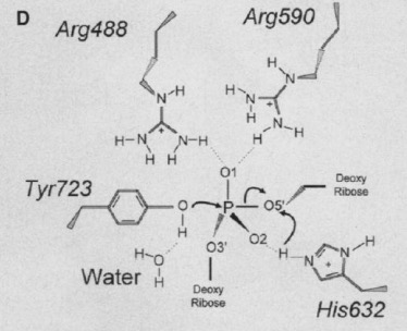 Image:4 27 21 1A36 Active Site Pict.jpg