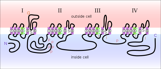 Image:640px-Sodium-channel.png