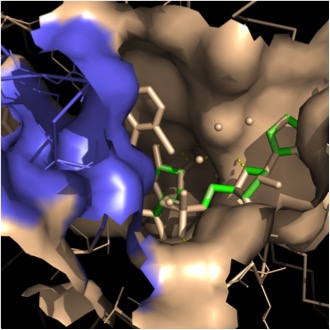 Image:Fatty Acyl Binding Crevice.jpg