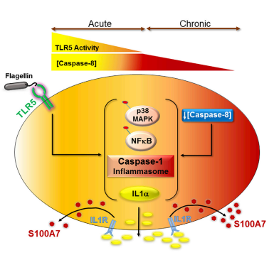 Image:Caspase8.PNG