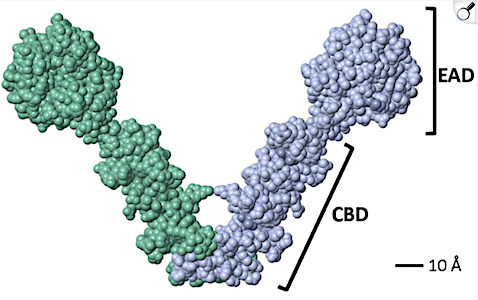 Image:Garcia-e-lyta-fig5-microorgs2025.png
