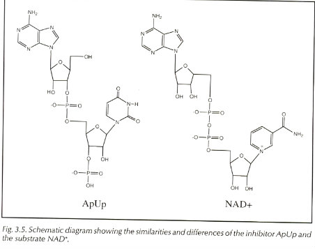Image:Page41-2.jpg