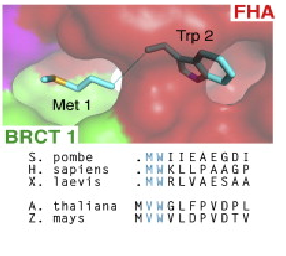 Image:Proteopedia_7.png