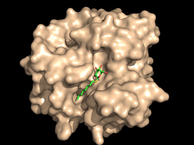 Image:Substrate Binding 2D Surface.jpg
