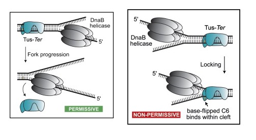 Image:Tus-ter_complex.jpg