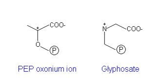 Figure 3: Comparison of PEP structure to Glyphosate structure