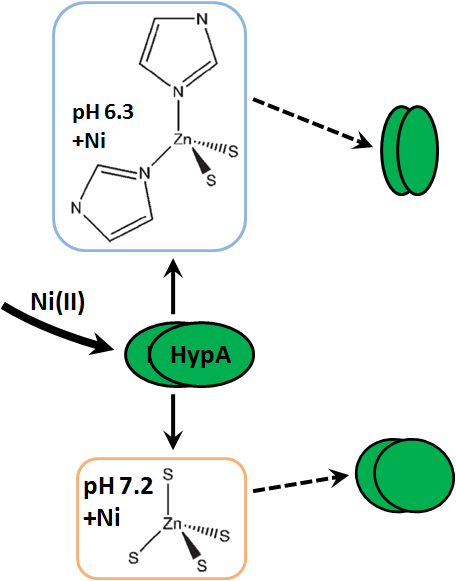 Image:HypA-pH-Ni-Change.png