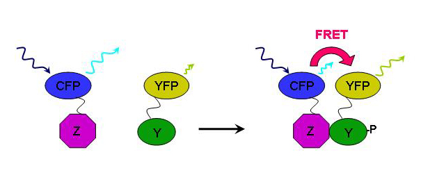 Image:Fret2.jpg