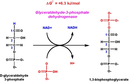 Image:Mechanism of GAPDH 2.jpg