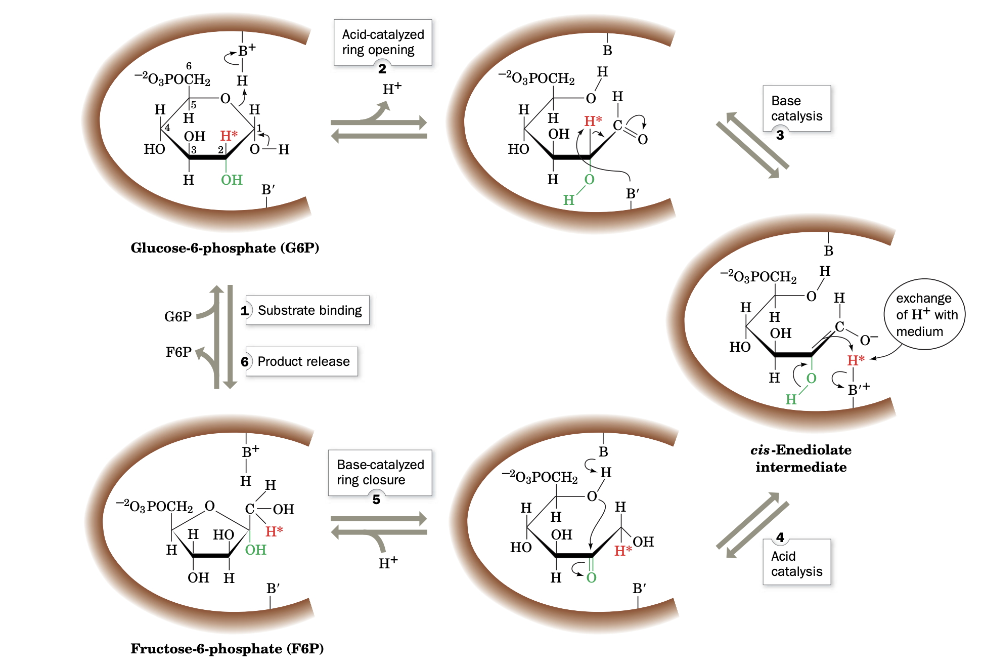 Image:Fig_15-3_Voet_Voet_Pratt_Phosphoglucoisomerase_mehanism.jpg