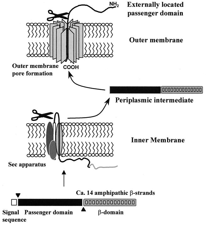 Image:autotransporter.jpg