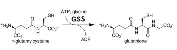 Image:cycle.jpg