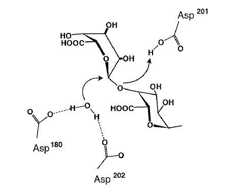 proposed mechanism for family 28 of glycoside hydrolases