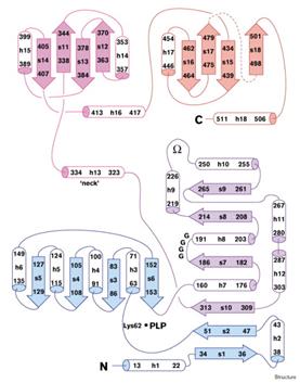 Figure 1. Secondary Structure and Organization of a Subunit of TDH