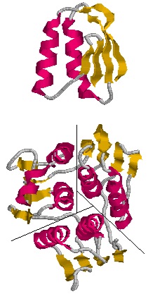 Figure 3. EPSP synthase domain consisting of three subunits.