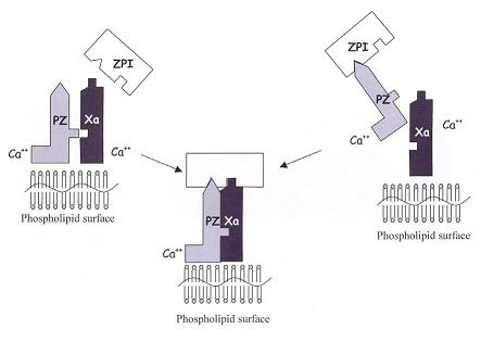 Image:Figure_2.JPG